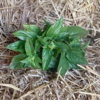Basil