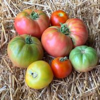 Slicing Tomatoes